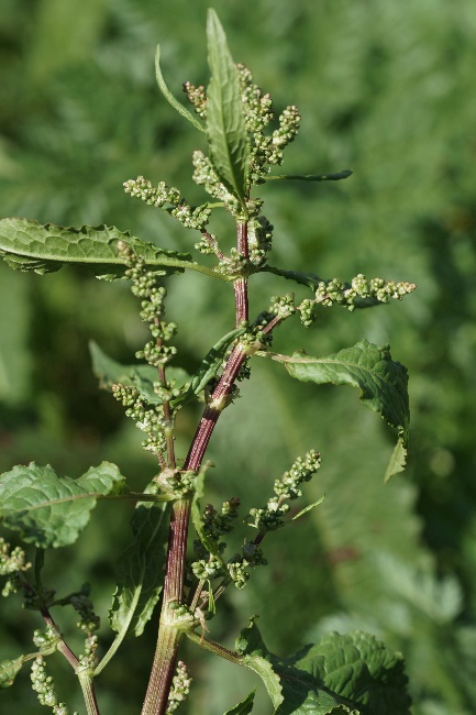 Inflorescence : panicule, à rameaux allongés et plus ou moins dressés.