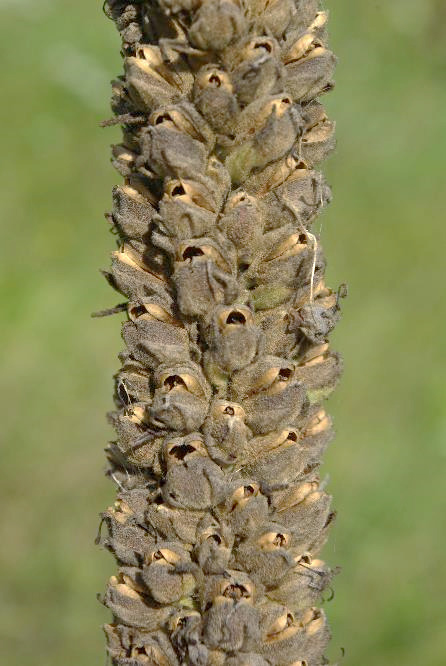 Fruits : capsules, ovoïdes, s'ouvrant par 2 valves.