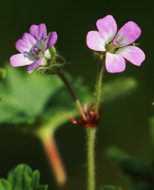 Inflorescence : cyme à 2 fleurs.