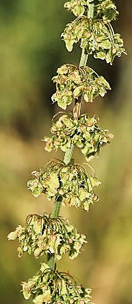 Fleurs petites, groupées en verticilles sur les rameaux.