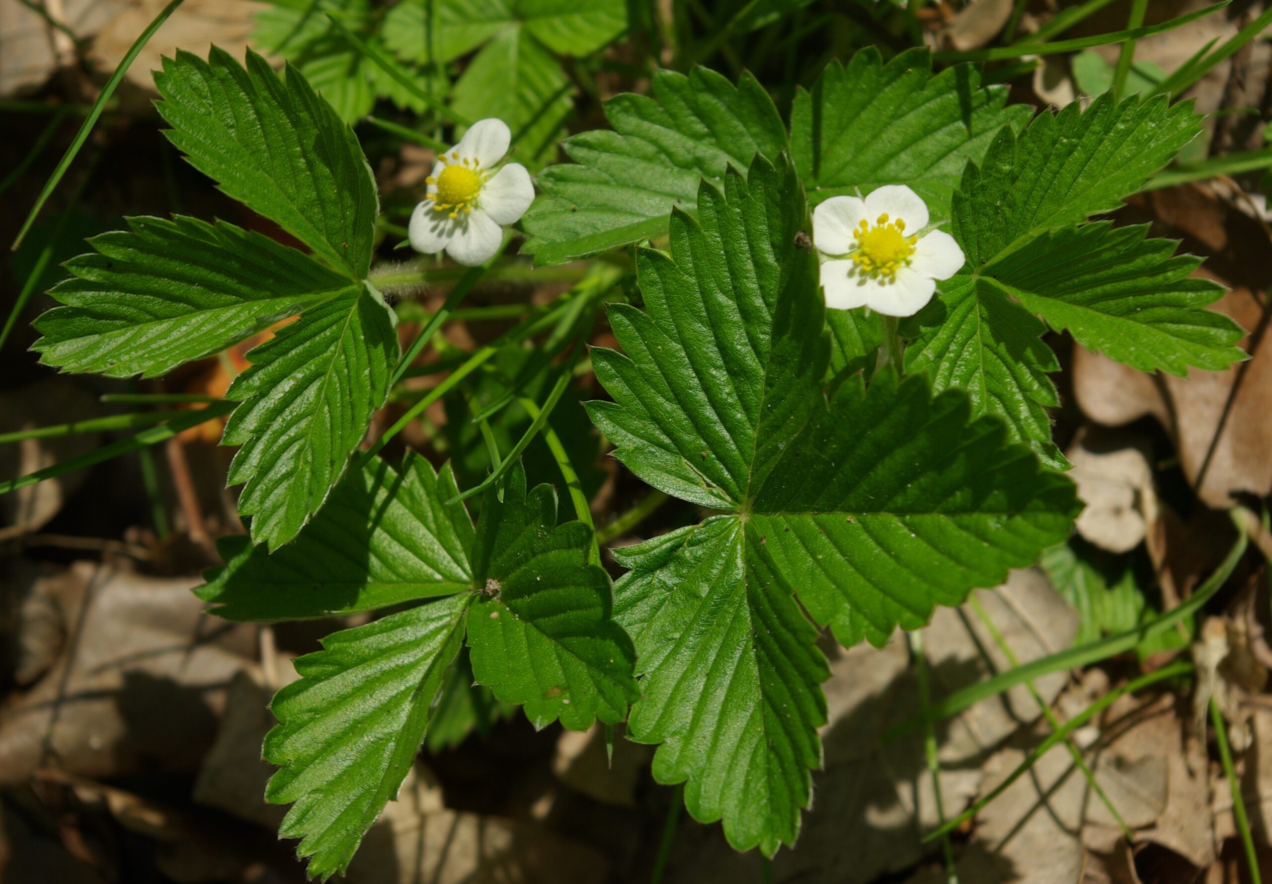 Fraisier des bois