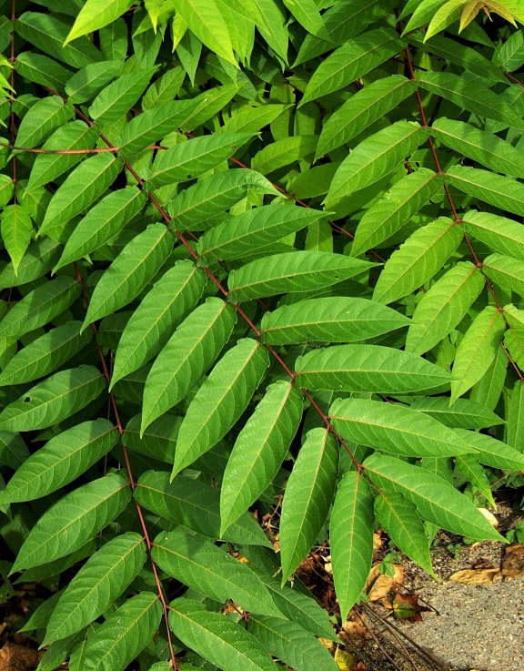 Feuilles imparipennées, longues de 40 – 60 cm, à 4 – 12 paires de folioles atteignant 10 cm de long, à 1 (2) paires de dents basales pourvues d’une glande (d’où le nom français d’espèce).