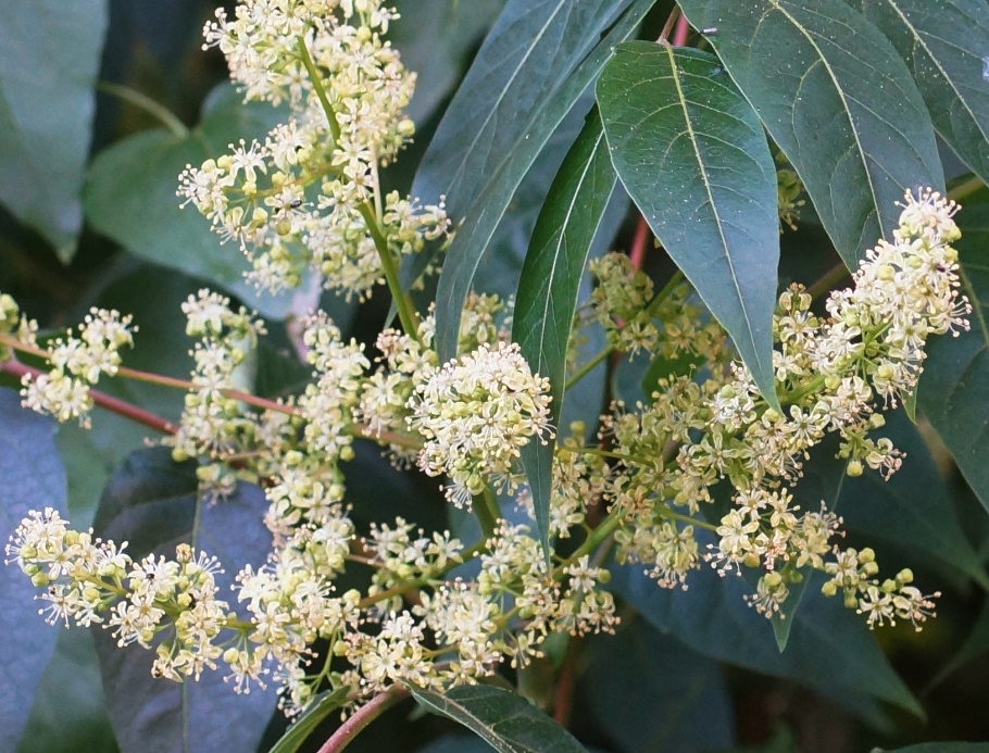 Inflorescence : panicules terminales de fleurs vert jaunâtre à 5 pétales.