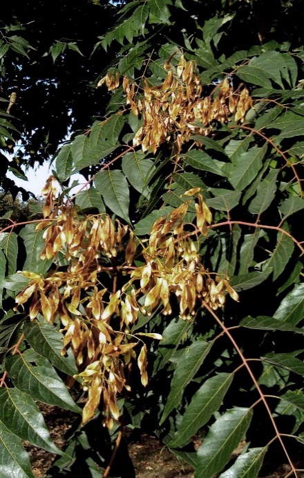 Fruits : samares torsadées, longues de 3 – 4 cm, à graine centrale. (© Jean GUITTET)