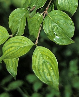 Feuilles ovales-acuminées, longues de 4 – 10 cm, à 3 – 5 paires de nervures arquées au sommet.