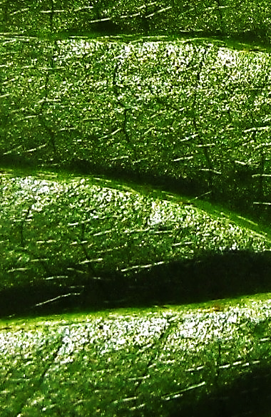 Revers des feuilles muni de poils tous dirigés dans la même direction. (© Jean-Luc TÉMOIN)