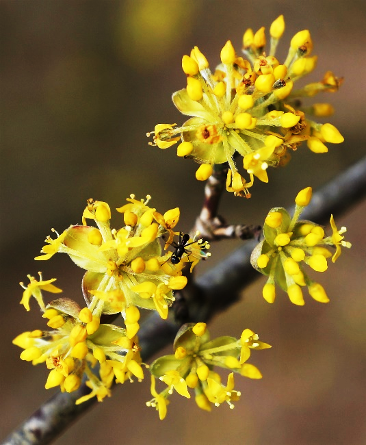 Inflorescence : petites ombelles axillaires, apparaissant avant les feuilles.