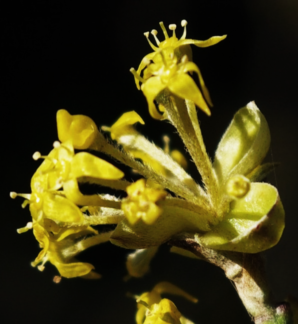 Fleurs à 4 pétales jaunes de 2 – 3 mm, alternant avec 4 étamines.