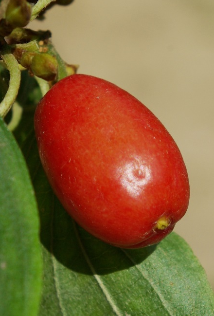 Fruit : drupe d’environ 2 cm, rouge vif à maturité.