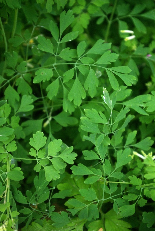 Feuilles vert glauque, 2 – 3 fois découpées, en touffes tombantes.