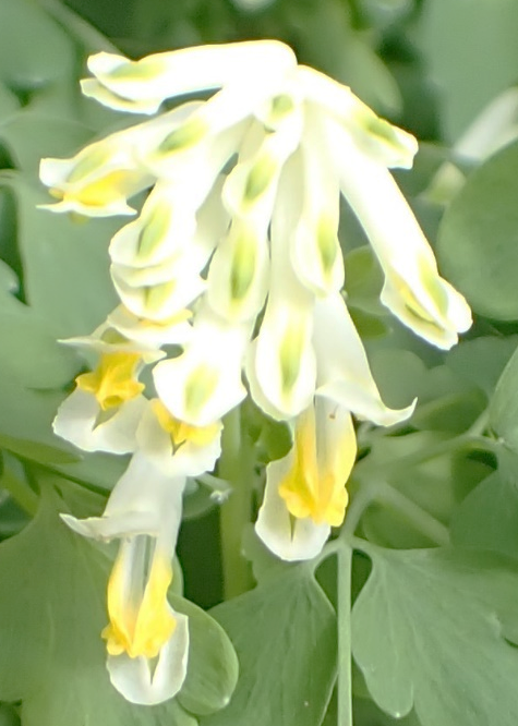 Inflorescence : grappe de 15 – 20 fleurs blanches panachées de jaune. (© Pauline FRILEUX)