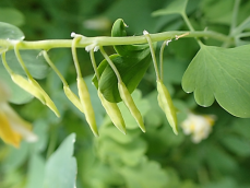 Fruits : capsules pendantes. (© Pauline FRILEUX )