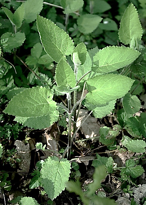 Feuilles ovales-pointues, cordées, dentées, velues, les médianes à longs pétioles.