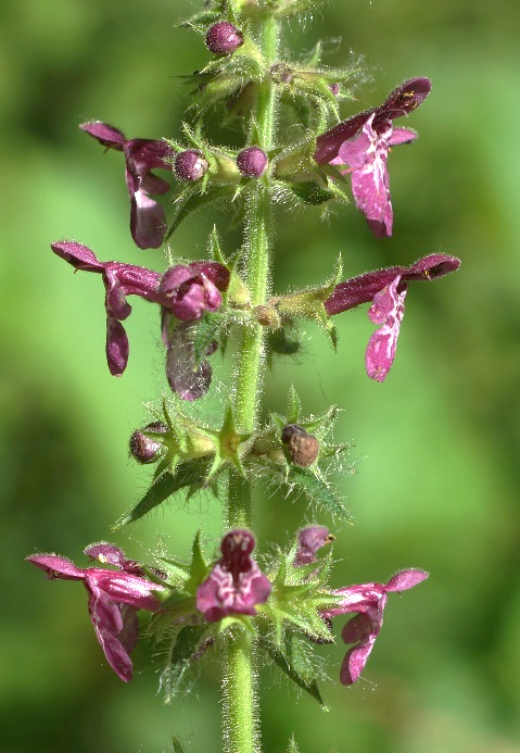 Inflorescence : pseudo-verticilles espacés, formés chacun de 3 – 6 fleurs.