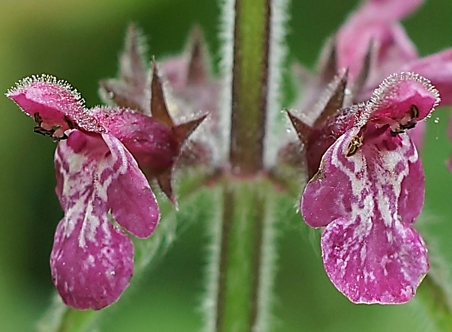 Fleurs longue de 15 mm, rouge-brunâtre, à lèvre supérieure entière et velue-glanduleuse. Lèvre inférieure 2 fois plus longue, à 3 lobes et tachée de blanc.