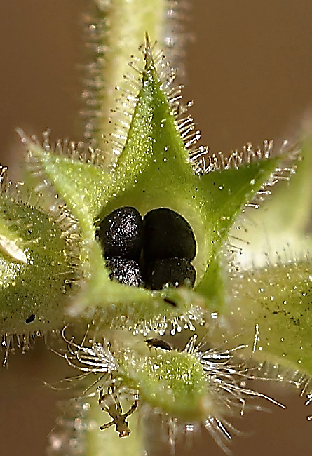 Fruits : akènes lisses, globuleux, groupés par 4, atteignant 2 mm de long.