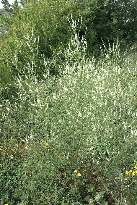 Mélilot blanc