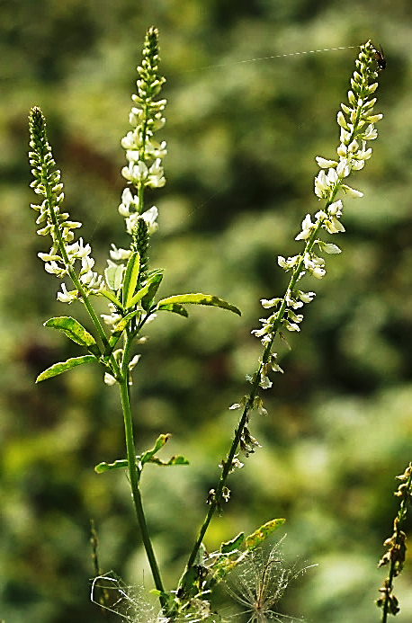 Inflorescence : longues grappes axillaires de 40 – 60 fleurs.