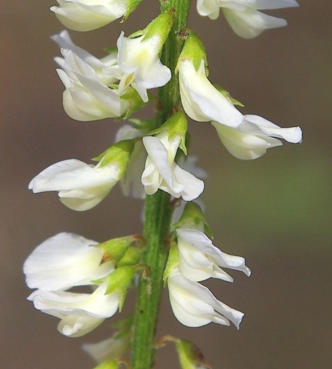 Fleurs à pétales blancs, longs de 4 – 5 mm. Étendard dépassant les ailes et la carène.