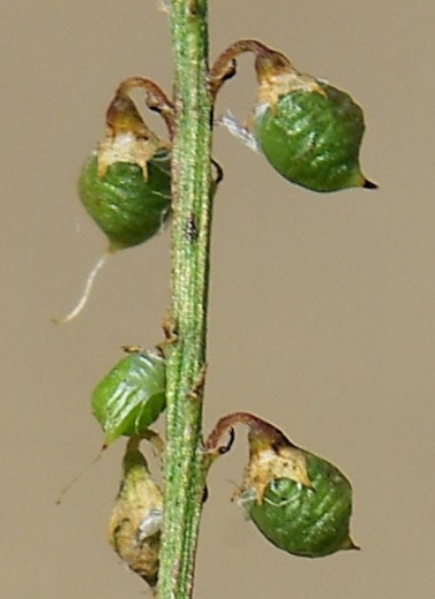 Fruits : gousses ovoïdes, glabres, à côtes réticulées.