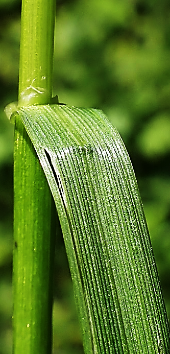 Feuilles caulinaires assez larges (3 – 10 mm), un peu rudes. Nervures marquées à la face supérieure. (© Jean PRIEUR)