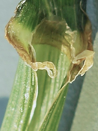 Ligule membraneuse, tronquée.