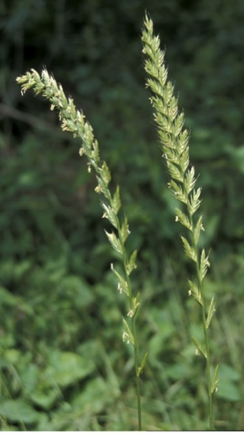 Inflorescence : épi d’épillets très long (20 – 50 cm), distique et comprimé.