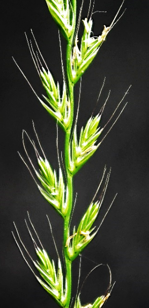 Épillets sessiles, longs de 8 – 30 mm, à une seule glume dépassée par 10 – 25 fleurs serrées. Glumelles inférieures munies d’une arête égalant environ leur longueur.