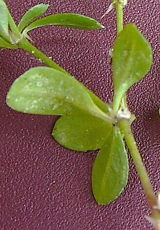 Feuilles ovales-oblongues opposées, les moyennes semblant en verticilles par 4 (d’où le nom d’espèce) suite au développement de 2 feuilles axillaires. (© Jean PRIEUR)