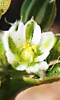 Fleurs petites (1,5 – 2,5 mm), à pétales blancs, plus courts que les sépales. (© Rémy DUPRÉ)