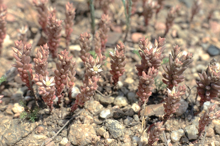 Plante herbacée haute de 5 – 15 cm, glanduleuse, lavée de pourpre.