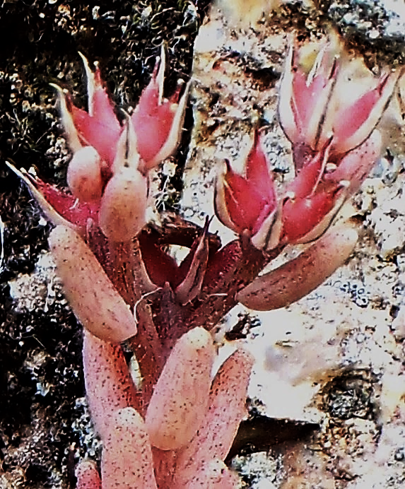 Inflorescence : cyme en forme de corymbe. (© Jean PRIEUR)