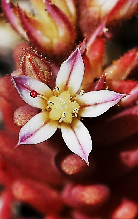 Fleurs presque sessiles, à 5 pétales blanc-rosé et nervure médiane pourpre, acuminés, 3 à 4 fois plus longs que les sépales. (© Ghislain HUYGHE)