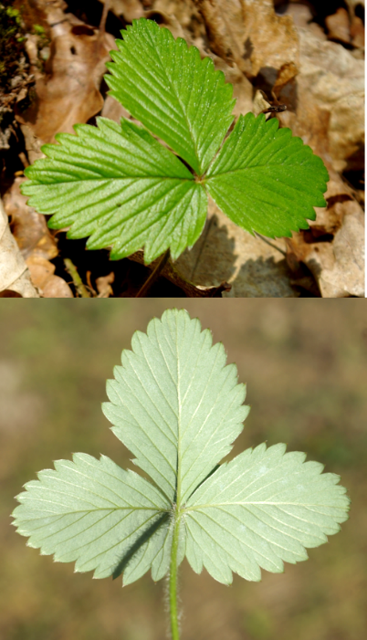 Feuilles à 3 folioles longues de 2 – 5 cm, dentées, vertes dessus (en haut), pâles-pubescentes dessous (en bas).