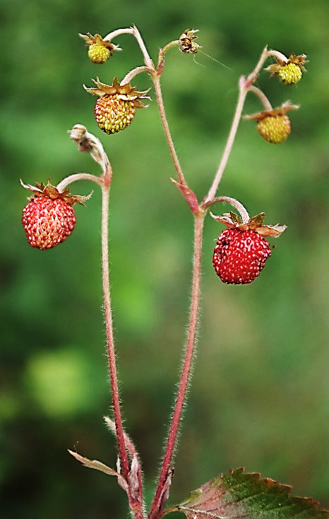 Inflorescence : cyme bipare.