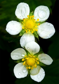 Fleurs à 5 pétales blancs, égaux, libres, arrondis.