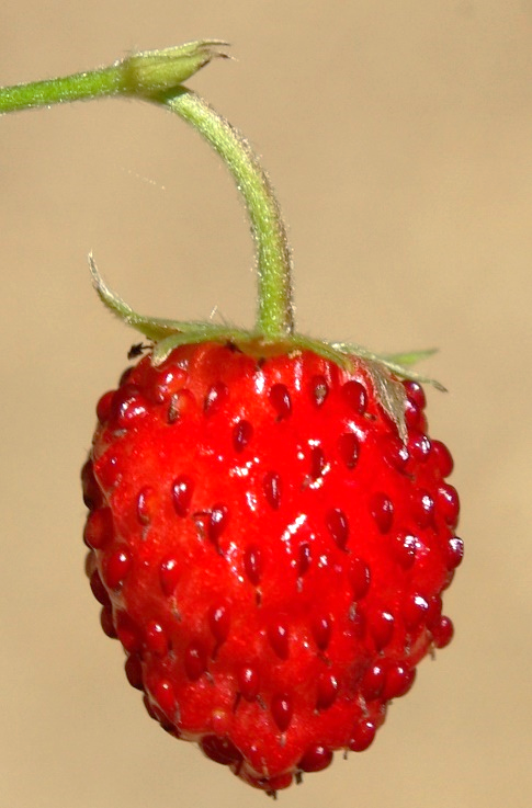 Faux-fruit ovoïde ou globuleux, rouge, se détachant facilement du calice à maturité.