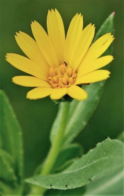 Inflorescence : capitule (Ø 1 - 2 cm), isolé, pédonculé, à fleurs entièrement jaunes.