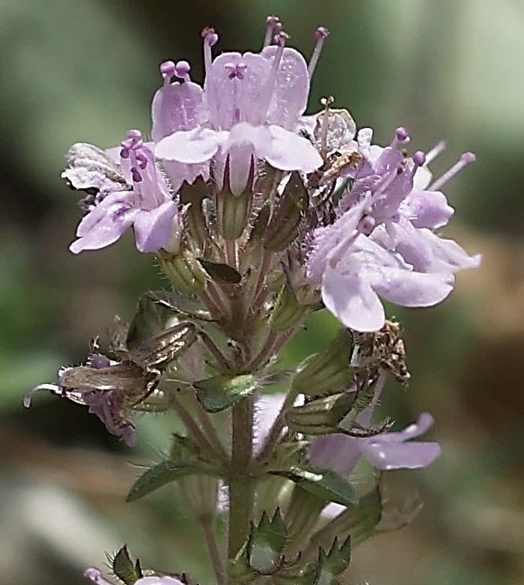 Inflorescence en forme d’épi court sommital.