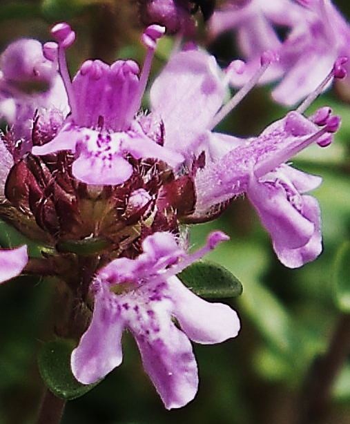 Fleurs roses, longues de 3 – 6 mm. Étamines à filets divergents, dépassant nettement la lèvre supérieure.