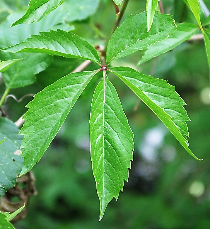 Feuille composée palmée, à 5 folioles lancéolées, dentées.