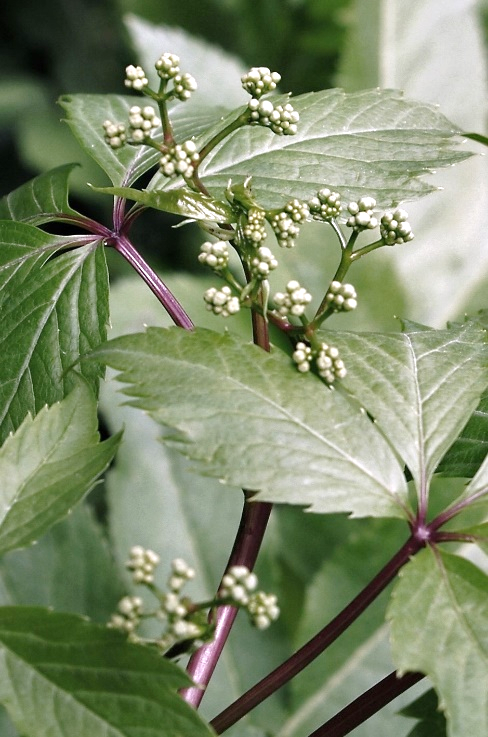 Inflorescence : corymbe situé à l’opposé d’une feuille. (© Jean-Luc GORREMANS)