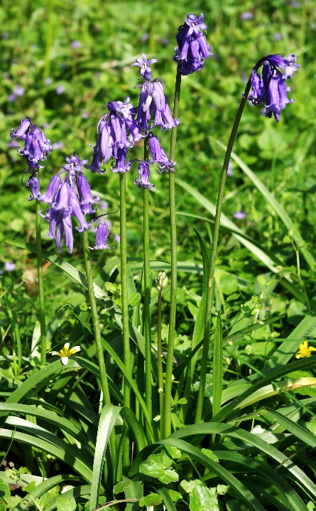 Jacinthe des bois