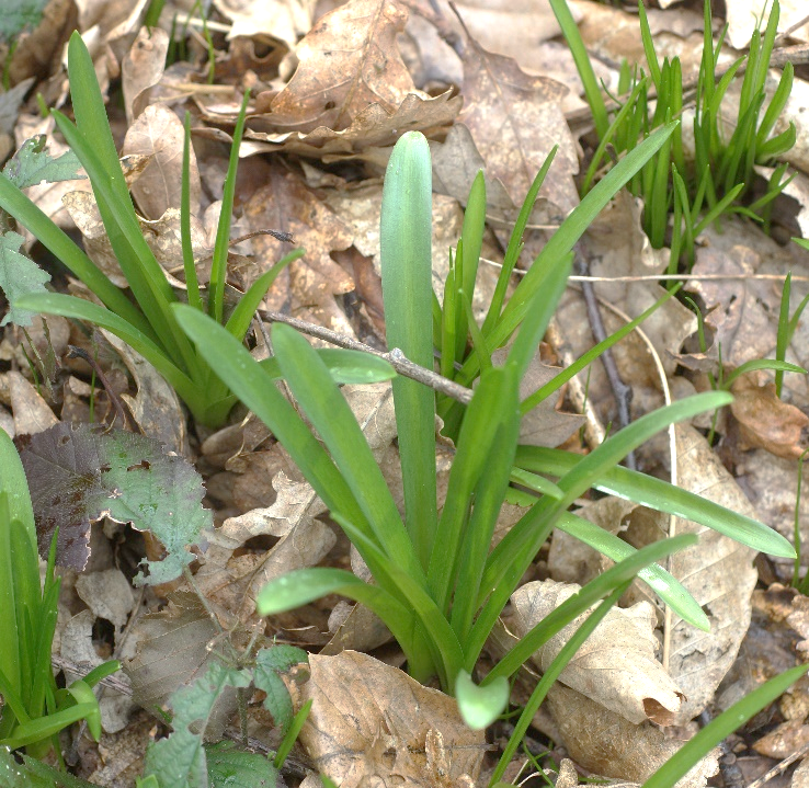 Rosette de feuilles linéaires, larges de 3 – 15 mm, bien vertes, luisantes.