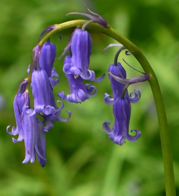 Inflorescence : grappe unilatérale, penchée, formée de 5 – 12 fleurs.