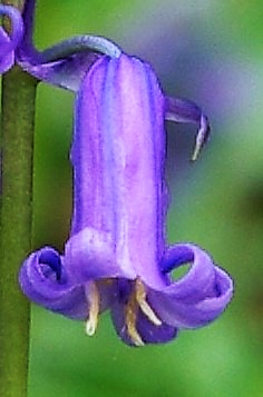 Fleur de 10 – 15 mm, à 5 tépales bleu-mauve, recourbés-enroulés à leur extrémité.