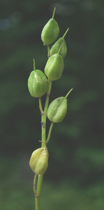 Fruits : capsules déhiscentes à 3 loges, persistant longtemps après disparition des feuilles (en juin). 