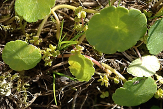 Plante haute de 5 – 20 cm, stolonifère.