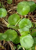 Feuilles orbiculaires, glabres, peltées, légèrement crénelées, luisantes, de 1 – 5 cm de diamètre.