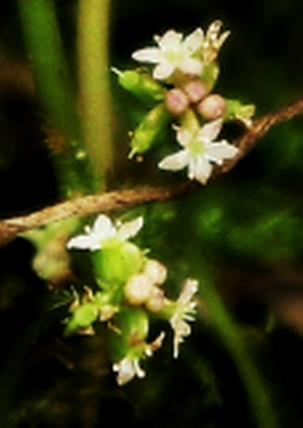 Inflorescence : 1 – 3 verticilles, rapprochés, de 4 – 6 fleurs, sur des pédoncules axillaires nus.